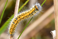 Lasiocampa trifolii Lasiocampa trifolii